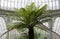 Palm tree photographed against the ironwork inside the Kibble Palace glasshouse at Glasgow Botanic Gardens, Scotland UK