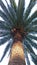 Palm tree photographed from below