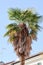 Palm tree plant nature view detail branches leaves from below Italy Italian