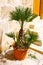 Palm tree in a pot