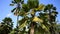 Palm tree pritchardia beccariana