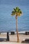 Palm tree on promenade coastline, blue ocean background