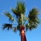 Palm tree Protaras town Cyprus
