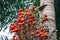 Palm tree red orange seed berries