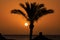 Palm tree by the Red Sea at sunrise, Egypt