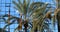 A palm tree reflecting in the windows of a glass building