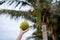 Palm tree with ripe coconuts, coconut bunch on a palm tree