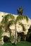 Palm tree. Ruins, Kalyves beach, Crete, Greece