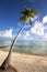 Palm tree on a sandy beach at the cyan sea