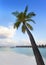 Palm tree on a sandy beach at the cyan sea. Maldives.