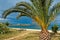 Palm tree on a sandy beach, old roman fortress in background