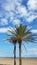 Palm tree on a sandy beach under a bright cheerful sky in Spain