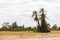 Palm tree in the savannah. A small oasis in the savannah. Amboseli, Kenya