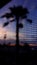 Palm tree seen through window screen at sunset