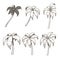 Palm tree set colorless vector illustration