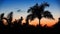 Palm tree silhoette on sunset