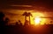 Palm tree silhouette on a background of tropical sunset