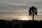 Palm Tree Silhouette-Dusk in Palm Springs California