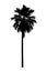 Palm tree silhouette Ornamental plants beautiful on white background