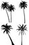 Palm tree silhouette set on white