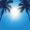 Palm tree silhouette at sunshine sunny blue sky