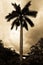 Palm tree silhouette under cloudy sky in black and