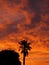 Palm Tree Silhouetted Against a Fiery Sunset, Viewed from Torrance, Los Angeles, California