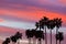 Palm Tree Silhouettes on Sunset Sky Background