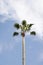 Palm tree and sky, palm touches the clouds