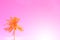 Palm tree on sky pink toned photo. Coco palm tree leaf banner with place for text.