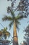 Palm Tree Soar