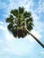 Palm tree soars into blue sky