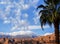 Palm tree and a springtime mountain range