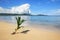 Palm tree sprout on a tropical beach, Nananu-i-Ra island, Fiji