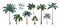 Palm tree. Summer exotic coconut or banana tree. Tropical plants. Trunks and fronds. Jungle foliage. Retro botanical