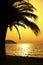 Palm tree and sundown at seashore