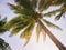 Palm Tree with Sunlight Beach Vacation Outdoor Summer holiday Background