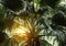 Palm tree with sunlight tropical background