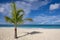 Palm Tree on a Sunny Caribbean Beach #2