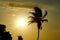 Palm tree with sunset background