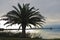 Palm tree at sunset on a beach at Nora, Sardinia