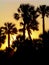 Palm Tree Sunset Sillhouette