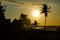 Palm tree in sunset of tropical beach