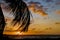 Palm tree in sunset of tropical beach