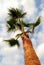 Palm tree taken from below with blue sky and white clouds, concept for summer, vacation, tropical, vertical