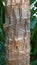 Palm tree textured bark details background