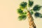 Palm Tree on Toned Beige Sky Background Trendy Color. Surrealistic Vintage Style Copy Space for Text. Tropical Foliage