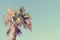 Palm tree top against clear blue sky, retro/vintage