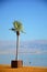 Palm tree and tourist floating in the Dead Sea in Ein Bokek resort