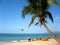 Palm tree on Tropical Beach